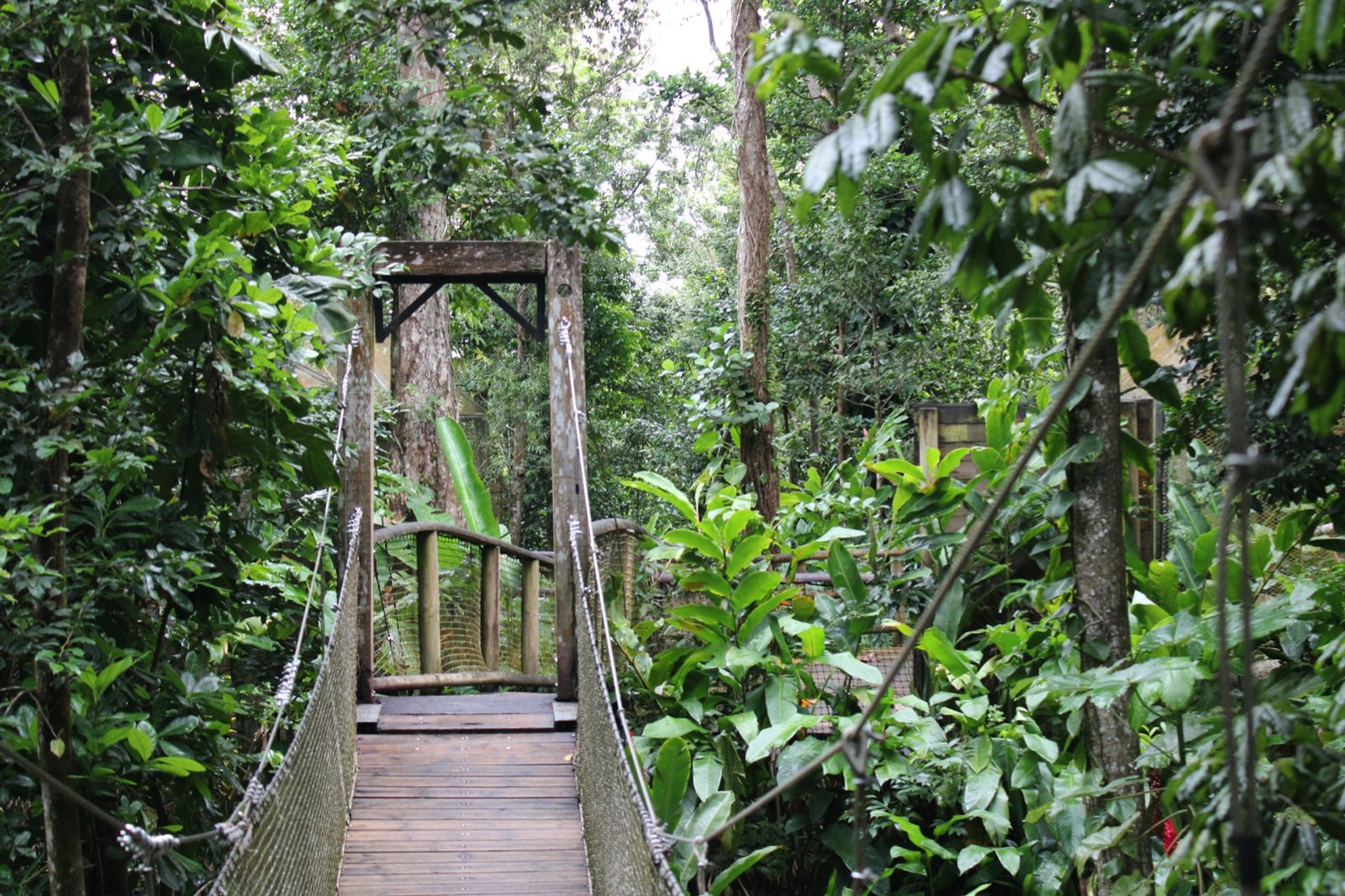 Family walking across a rainforest suspension bridge in Costa Rica