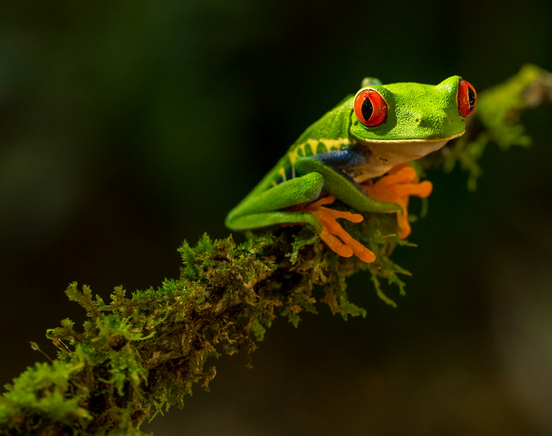A vibrant red-eyed tree frog clinging to a green leaf in Costa Rica