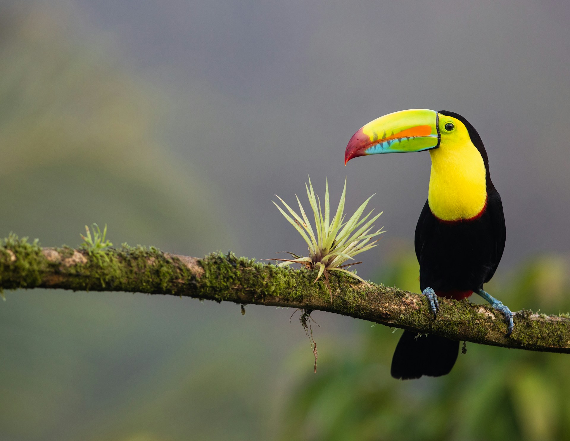 Colorful toucan perched on a branch in Costa Rica's rainforest